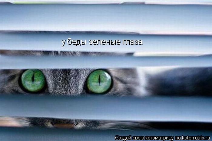 у беды зеленые глаза... Котоматрица: у беды зеленые глаза