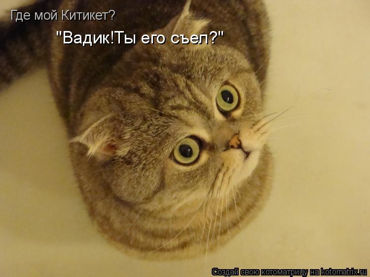 Где мой Китикет? Где мой Китикет? "Вадик!Ты его съел?"... Котоматрица: Где мой Китикет? Где мой Китикет? "Вадик!Ты его съел?"