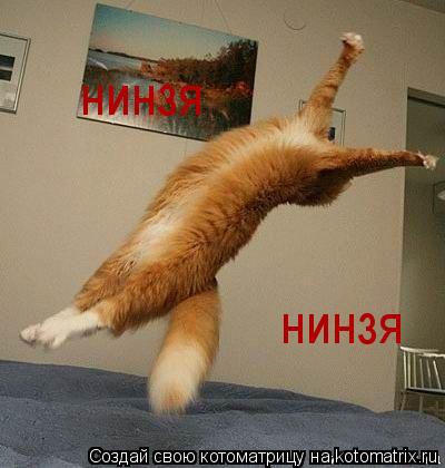 нинзя нинзя... Котоматрица: нинзя нинзя