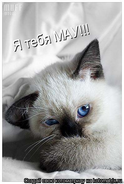 Я тебя МАУ!!!... Котоматрица: Я тебя МАУ!!!