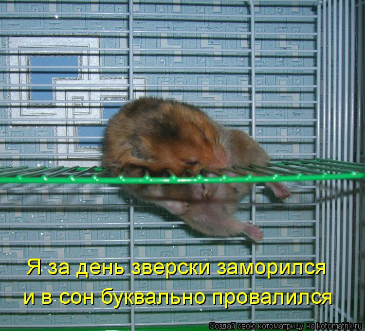 Я за день зверски заморился и в сон буквально провалился... Котоматрица: Я за день зверски заморился и в сон буквально провалился