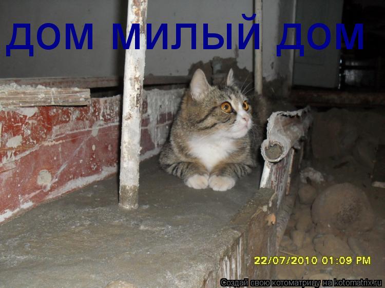дом милый дом... Котоматрица: дом милый дом