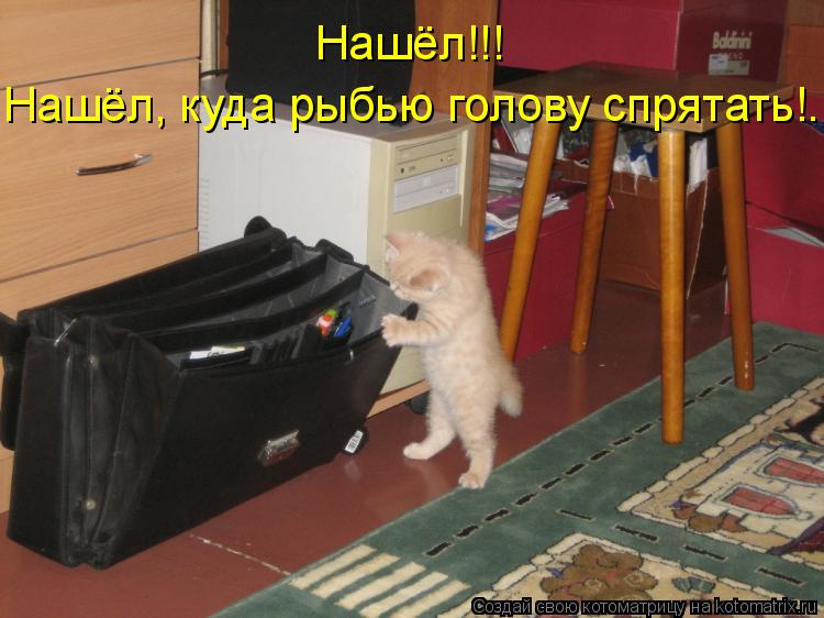 Нашёл!!! Нашёл, куда рыбью голову спрятать!..... Котоматрица: Нашёл!!! Нашёл, куда рыбью голову спрятать!..