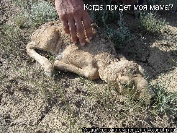 Когда придет моя мама?... Котоматрица: Когда придет моя мама?
