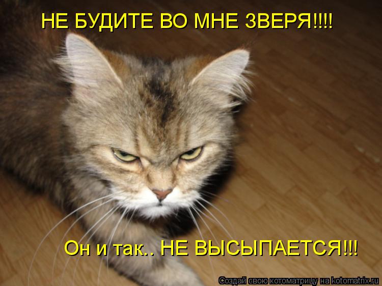 НЕ БУДИТЕ ВО МНЕ ЗВЕРЯ!!!! Он и так.. НЕ ВЫСЫПАЕТСЯ!!!... Котоматрица: НЕ БУДИТЕ ВО МНЕ ЗВЕРЯ!!!! Он и так.. НЕ ВЫСЫПАЕТСЯ!!!