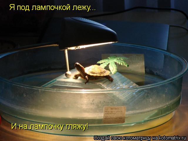 Я под лампочкой лежу... И на лампочку гляжу!... Котоматрица: Я под лампочкой лежу... И на лампочку гляжу!