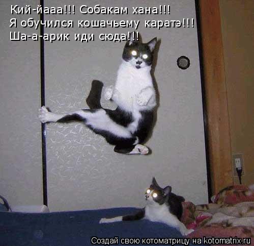 Кий-йааа!!! Собакам хана!!! Я обучился кошачьему каратэ!!! Ша-а-арик иди сюда!!!... Котоматрица: Кий-йааа!!! Собакам хана!!! Я обучился кошачьему каратэ!!! Ша-а-арик иди сюда!!!