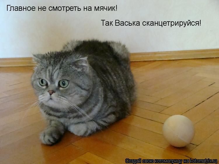 Главное не смотреть на мячик! Так Васька сканцетрируйся!... Котоматрица: Главное не смотреть на мячик! Так Васька сканцетрируйся!
