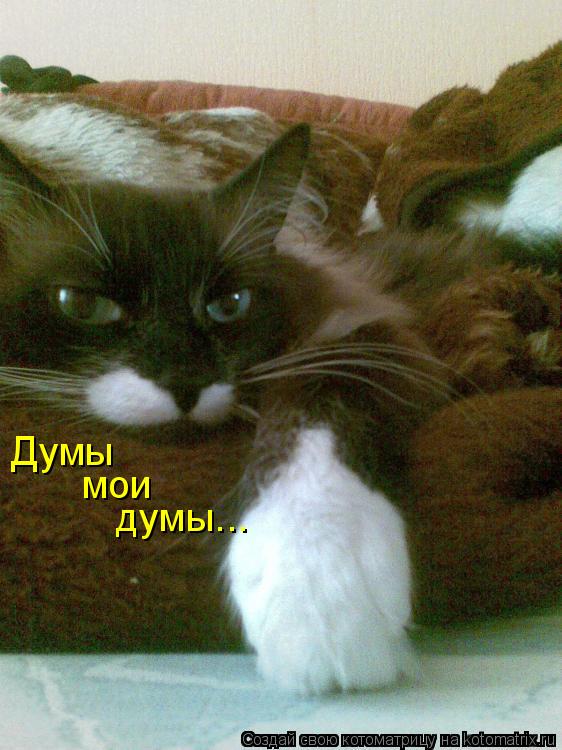 Думы мои думы...... Котоматрица: Думы мои думы...