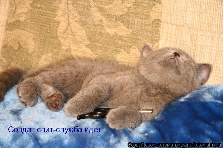 Солдат спит-служба идет... Котоматрица: Солдат спит-служба идет
