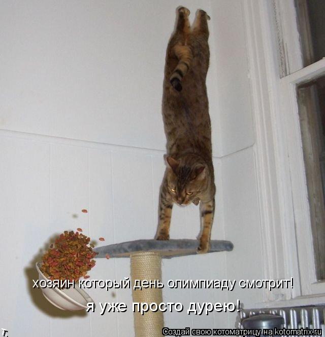 хозяин который день олимпиаду смотрит! я уже просто дурею!... Котоматрица: хозяин который день олимпиаду смотрит! я уже просто дурею!