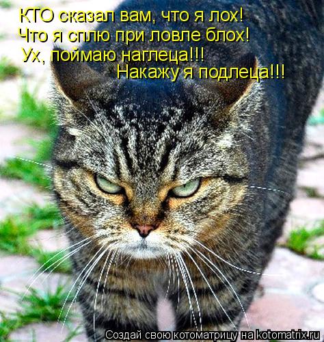 КТО сказал вам, что я лох! Что я сплю при ловле блох! Ух, поймаю наглеца!!! Накажу я подлеца!!!... Котоматрица: КТО сказал вам, что я лох! Что я сплю при ловле блох! Ух, поймаю наглеца!!! Накажу я подлеца!!!