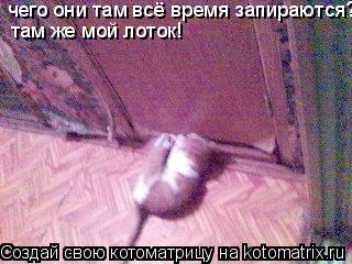 чего они там всё время запираются? там же мой лоток!... Котоматрица: чего они там всё время запираются? там же мой лоток!