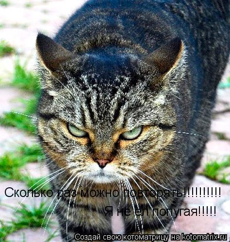 Сколько раз можно повторять!!!!!!!!!! Я не ел попугая!!!!!... Котоматрица: Сколько раз можно повторять!!!!!!!!!! Я не ел попугая!!!!!