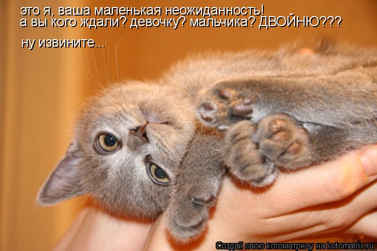 это я, ваша маленькая неожиданность! а вы кого ждали? девочку? мальчика? ДВОЙНЮ??? ну извините...... Котоматрица: это я, ваша маленькая неожиданность! а вы кого ждали? девочку? мальчика? ДВОЙНЮ??? ну извините...