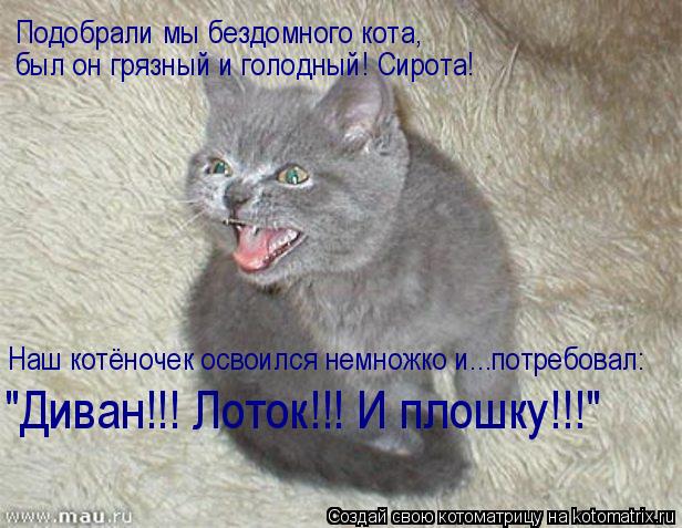 Котоматрица: Подобрали мы бездомного кота, был он грязный и голодный! Сирота! Наш котёночек освоился немножко и…..потребовал: "Диван!!! Лоток!!! И плошку!!!"