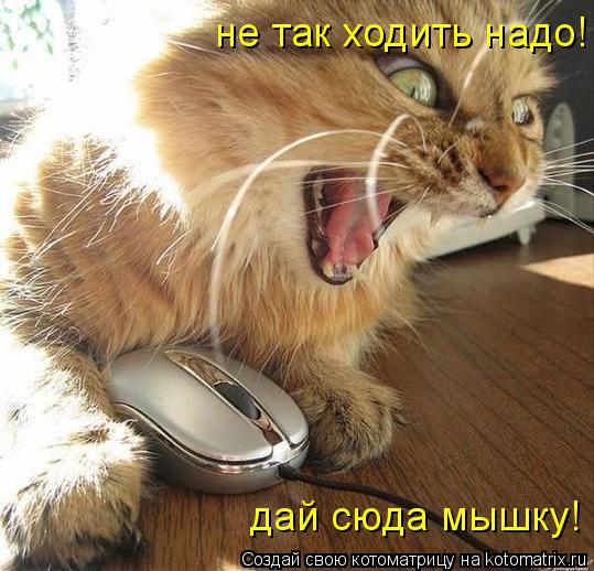 не так ходить надо! дай сюда мышку!... Котоматрица: не так ходить надо! дай сюда мышку!