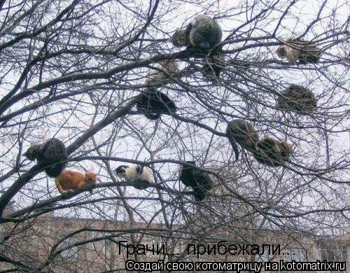 Грачи... прибежали...... Котоматрица: Грачи... прибежали...