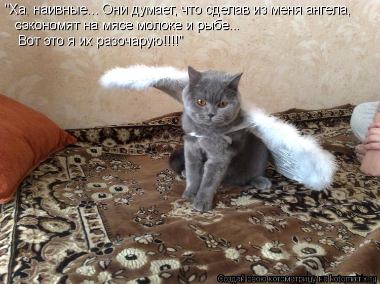 сэкономят на мясе молоке и рыбе... "Ха, наивные... Они думает, что сделав из меня ангела, Вот это ... Котоматрица: сэкономят на мясе молоке и рыбе... "Ха, наивные... Они думает, что сделав из меня ангела, Вот это я их разочарую!!!!"