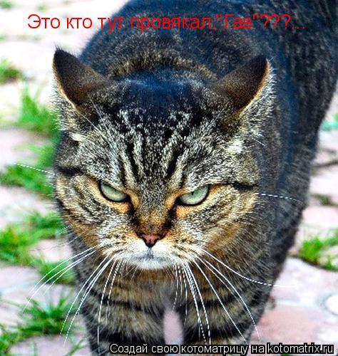 Это кто тут провякал:"Гав"???...... Котоматрица: Это кто тут провякал:"Гав"???...