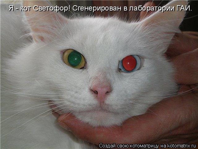 Я - кот Светофор! Сгенерирован в лаборатории ГАИ.... Котоматрица: Я - кот Светофор! Сгенерирован в лаборатории ГАИ.