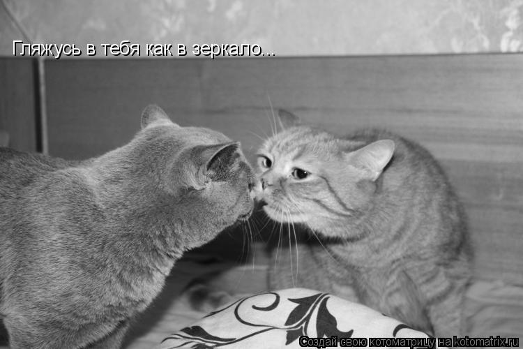 Гляжусь в тебя как в зеркало...... Котоматрица: Гляжусь в тебя как в зеркало...