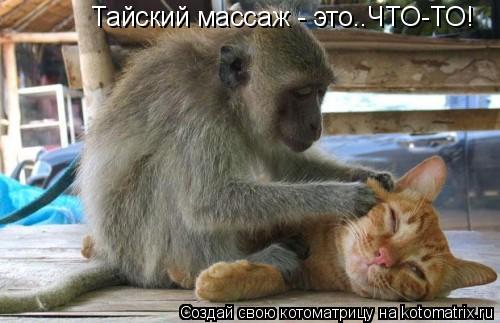 Тайский массаж - это..ЧТО-ТО!... Котоматрица: Тайский массаж - это..ЧТО-ТО!