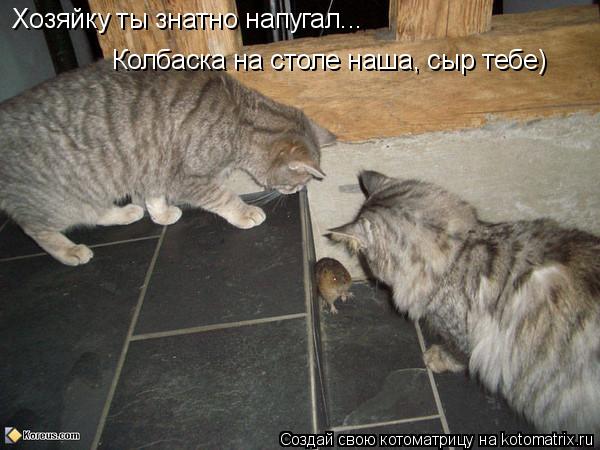 Хозяйку ты знатно напугал... Колбаска на столе наша, сыр тебе)... Котоматрица: Хозяйку ты знатно напугал... Колбаска на столе наша, сыр тебе)