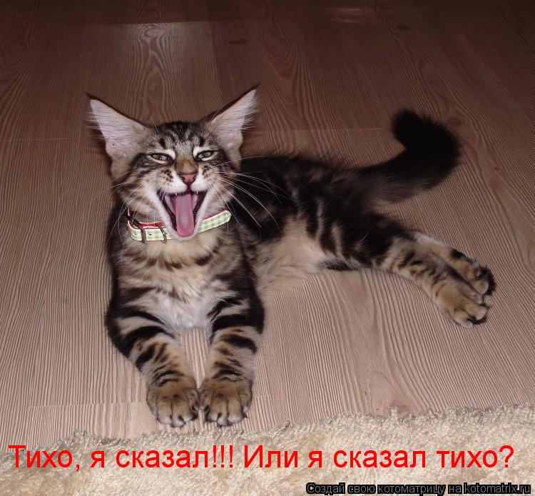 Тихо, я сказал!!! Или я сказал тихо?... Котоматрица: Тихо, я сказал!!! Или я сказал тихо?
