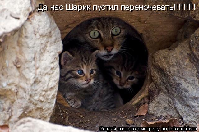 Да нас Шарик пустил переночевать!!!!!!!!!... Котоматрица: Да нас Шарик пустил переночевать!!!!!!!!!