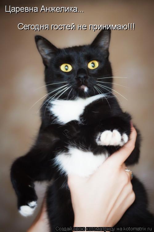 Царевна Анжелика... Сегодня гостей не принимаю!!!... Котоматрица: Царевна Анжелика... Сегодня гостей не принимаю!!!
