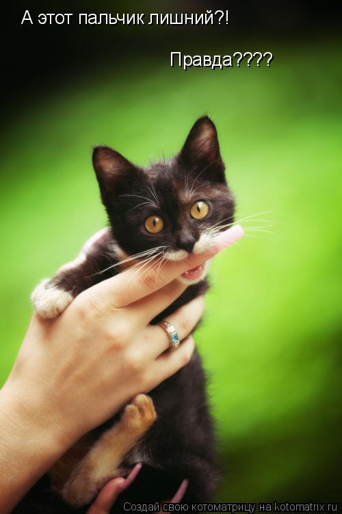 А этот пальчик лишний?! Правда????... Котоматрица: А этот пальчик лишний?! Правда????