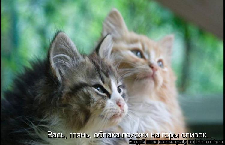 Вась, глянь, облака похожи на горы сливок....... Котоматрица: Вась, глянь, облака похожи на горы сливок....