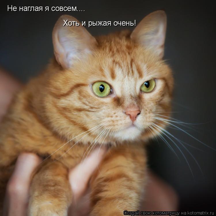 Не наглая я совсем.... Хоть и рыжая очень!... Котоматрица: Не наглая я совсем.... Хоть и рыжая очень!