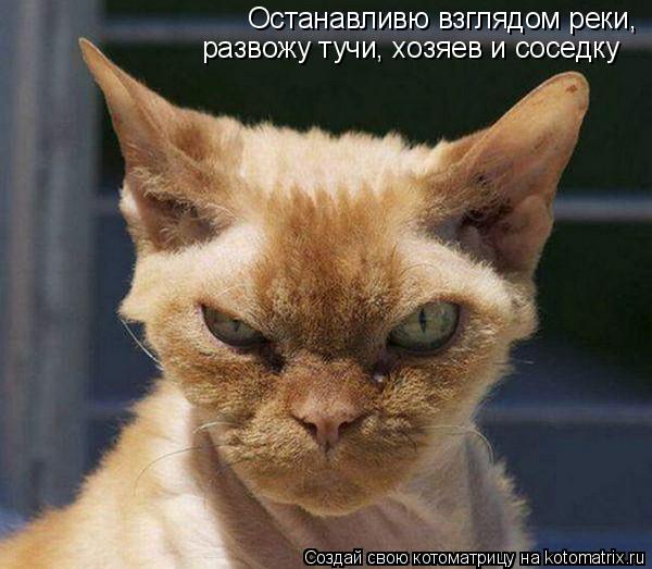 Останавливю взглядом реки, развожу тучи, хозяев и соседку... Котоматрица: Останавливю взглядом реки, развожу тучи, хозяев и соседку
