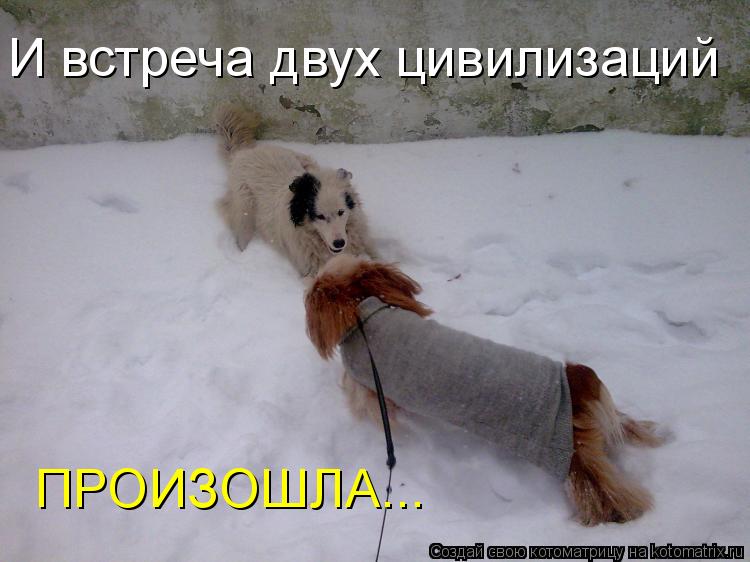 И встреча двух цивилизаций ПРОИЗОШЛА...... Котоматрица: И встреча двух цивилизаций ПРОИЗОШЛА...