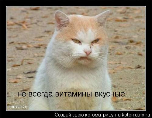 не всегда витамины вкусные...... Котоматрица: не всегда витамины вкусные...
