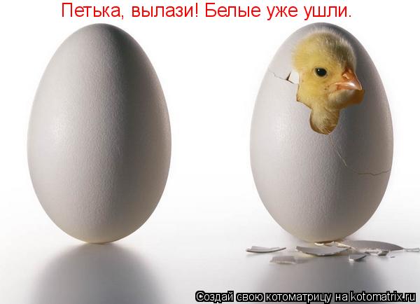 Петька, вылази! Белые уже ушли.... Котоматрица: Петька, вылази! Белые уже ушли.