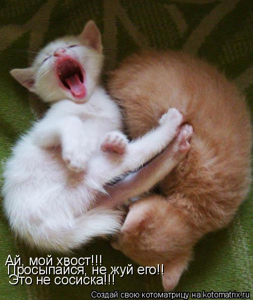 Ай, мой хвост!!! Просыпайся, не жуй его!! Это не сосиска!!!... Котоматрица: Ай, мой хвост!!! Просыпайся, не жуй его!! Это не сосиска!!!