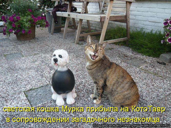 светская кошка Мурка прибыла на КотоТавр в сопровождении загадочного незнакомца... Котоматрица: светская кошка Мурка прибыла на КотоТавр в сопровождении загадочного незнакомца