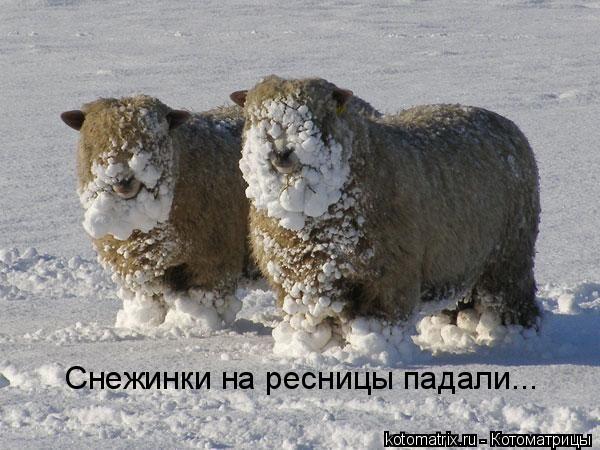 Снежинки на ресницы падали...... Котоматрица: Снежинки на ресницы падали...