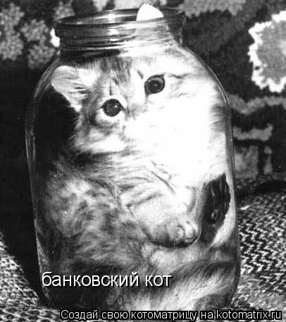 банковский кот... Котоматрица: банковский кот