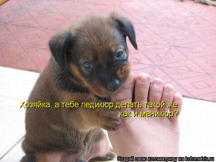 Хозяйка, а тебе педикюр делать такой же как и маникюр?... Котоматрица: Хозяйка, а тебе педикюр делать такой же как и маникюр?