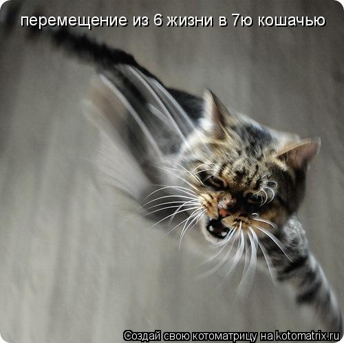 перемещение из 6 жизни в 7ю кошачью... Котоматрица: перемещение из 6 жизни в 7ю кошачью