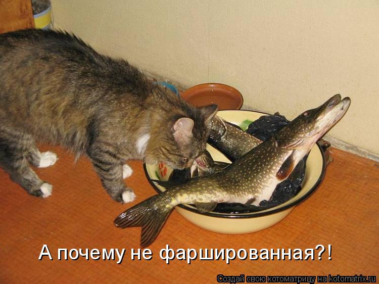А почему не фаршированная?!... Котоматрица: А почему не фаршированная?!