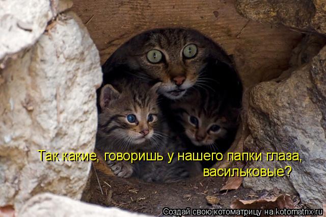 Так какие, говоришь у нашего папки глаза, васильковые?... Котоматрица: Так какие, говоришь у нашего папки глаза, васильковые?