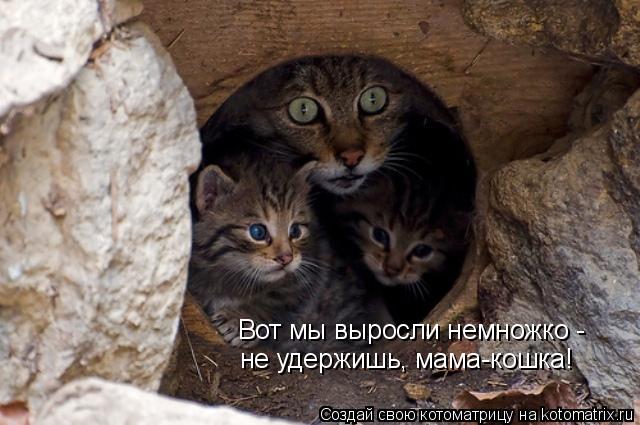 Вот мы выросли немножко - не удержишь, мама-кошка!... Котоматрица: Вот мы выросли немножко - не удержишь, мама-кошка!