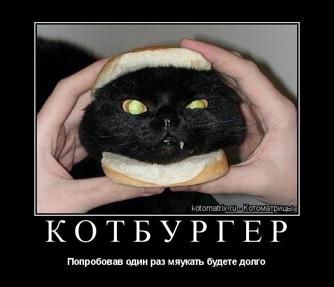 КОТБУРГЕР Попробовав один раз мяукать будете долго... Котоматрица: КОТБУРГЕР Попробовав один раз мяукать будете долго