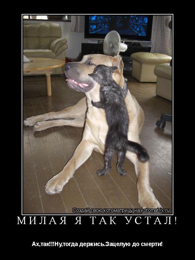 Милая я так устал! Ах,так!!!Ну,тогда держись.Зацелую до смерти!... Котоматрица: Милая я так устал! Ах,так!!!Ну,тогда держись.Зацелую до смерти!
