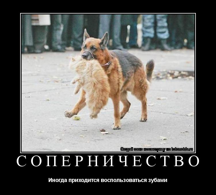 Соперничество Иногда приходится воспользоваться зубами... Котоматрица: Соперничество Иногда приходится воспользоваться зубами